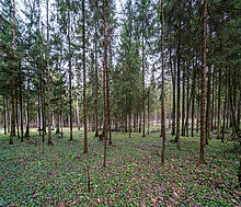 Участок в лесу КП Среди Своих