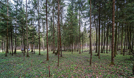 Участок в лесу КП Среди Своих