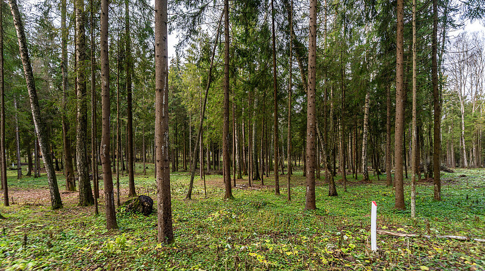 Участок в лесу КП Среди Своих