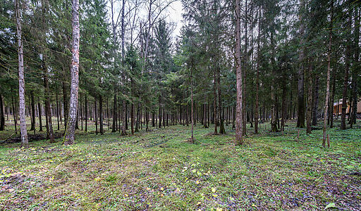 Участок в лесу КП Среди Своих