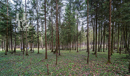 Участок в лесу КП Среди Своих