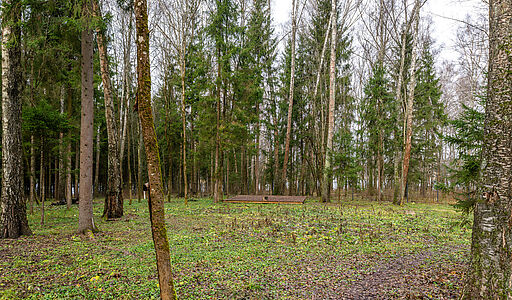 Участок в лесу КП Среди Своих