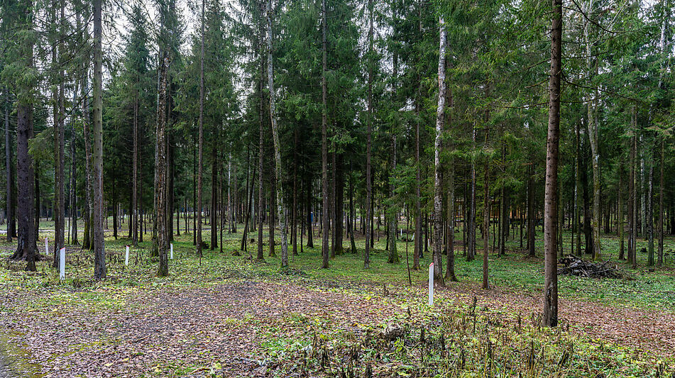 Участок в лесу КП Среди Своих