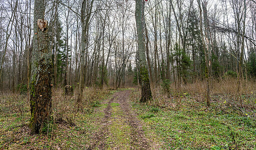 Участок в лесу КП Среди Своих