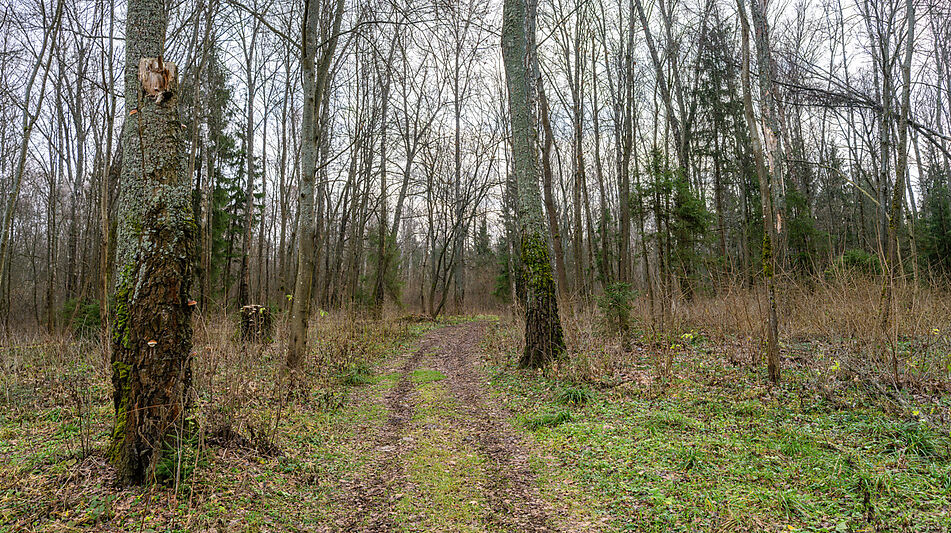 Участок в лесу КП Среди Своих