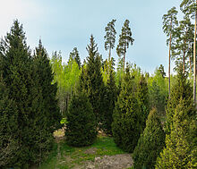 Участок в КП Лес Иславское