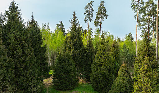 Участок в КП Лес Иславское