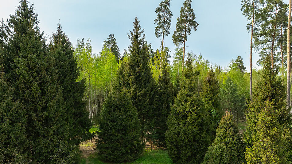 Участок в КП Лес Иславское