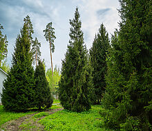 Участок в КП Лес Иславское