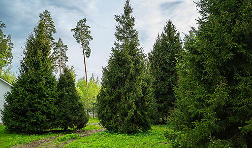 Участок в КП Лес Иславское