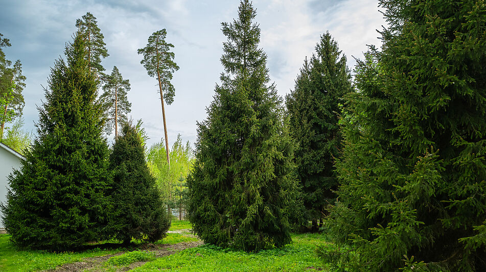 Участок в КП Лес Иславское