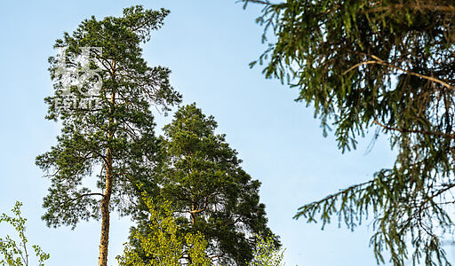 Участок в КП Лес Иславское
