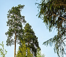 Участок в КП Лес Иславское