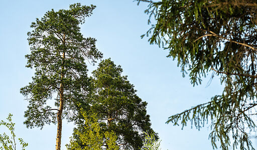 Участок в КП Лес Иславское