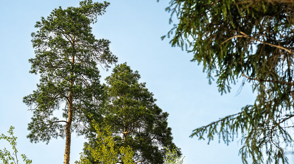 Участок в КП Лес Иславское