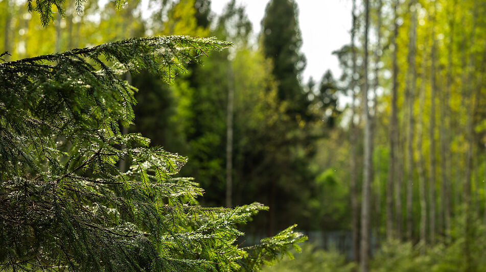 Участок в КП Лес Иславское