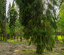 Участок в КП Лес Иславское