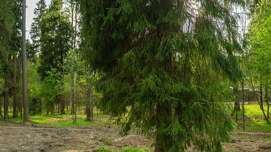 Участок в КП Лес Иславское