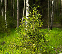 Участок в КП Лес Иславское