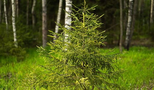 Участок в КП Лес Иславское
