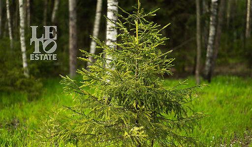 Участок в КП Лес Иславское