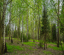 Участок в КП Лес Иславское