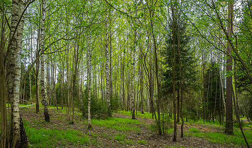 Участок в КП Лес Иславское