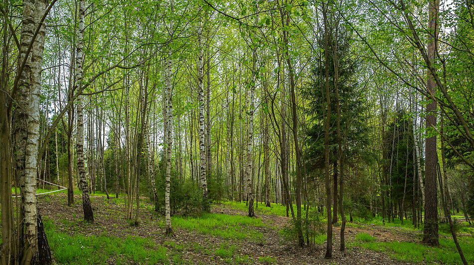 Участок в КП Лес Иславское