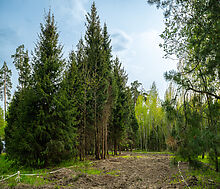 Участок в КП Лес Иславское