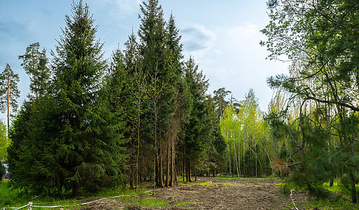 Участок в КП Лес Иславское