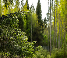 Участок в КП Лес Иславское