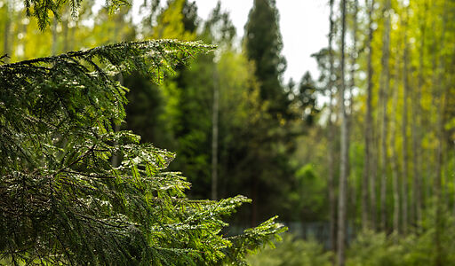 Участок в КП Лес Иславское