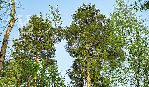 Участок в КП Лес Иславское