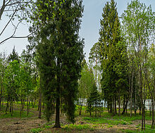 Участок в КП Лес Иславское