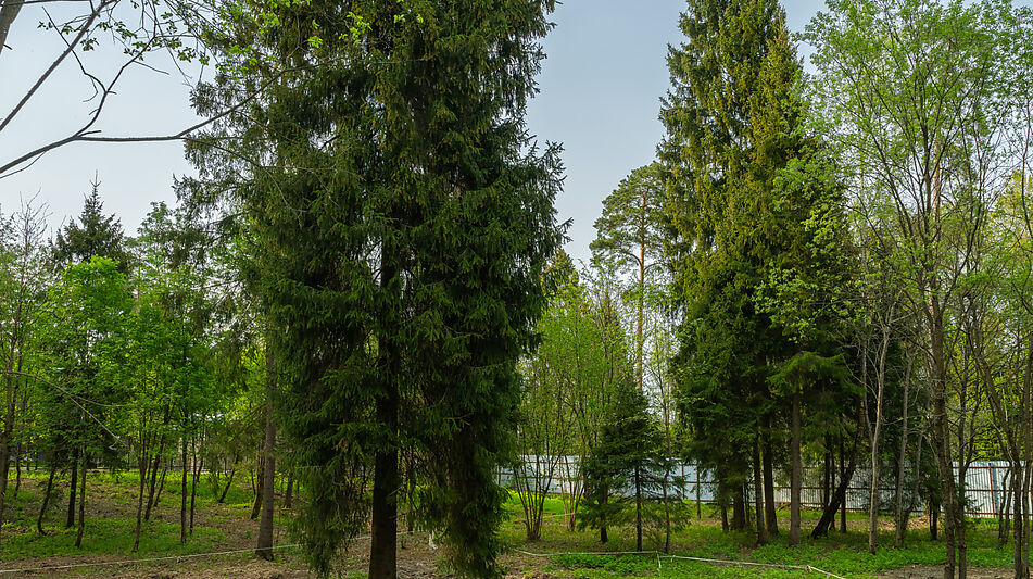 Участок в КП Лес Иславское