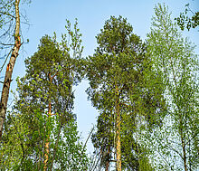 Участок в КП Лес Иславское