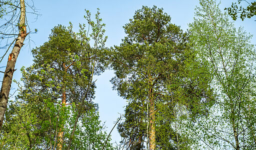 Участок в КП Лес Иславское