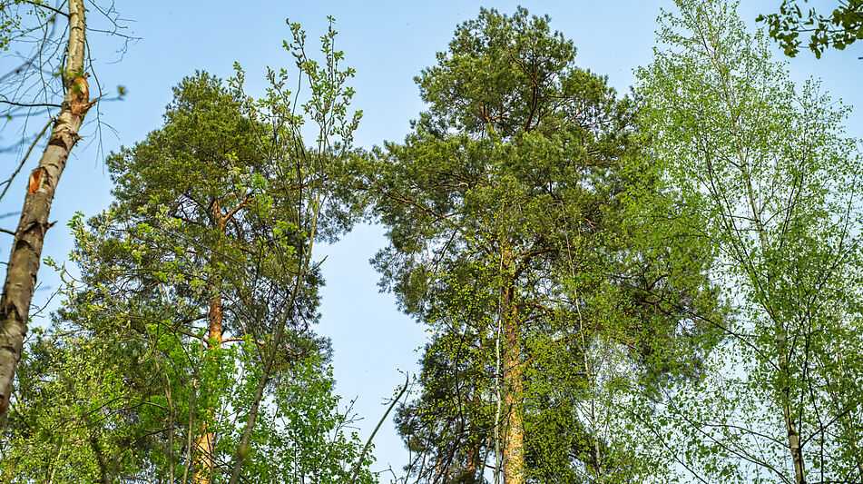 Участок в КП Лес Иславское