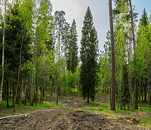 Участок в КП Лес Иславское