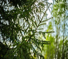 Участок в КП Лес Иславское