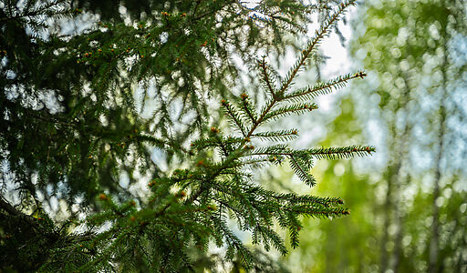 Участок в КП Лес Иславское