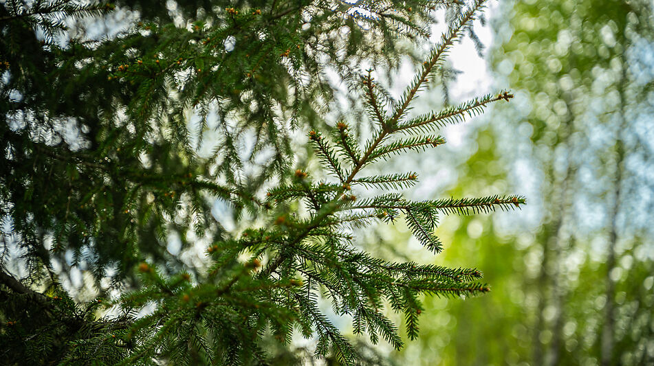 Участок в КП Лес Иславское