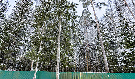 Лесной участок с вековыми соснами