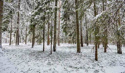 Лесной участок с вековыми соснами