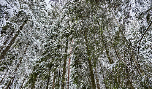 Лесной участок с вековыми соснами