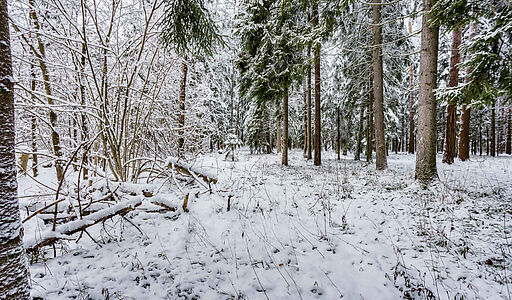 Лесной участок с вековыми соснами