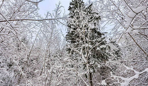 Лесной участок с вековыми соснами
