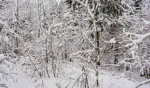 Лесной участок с вековыми соснами