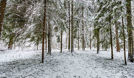 Лесной участок с вековыми соснами