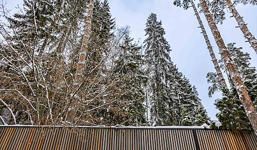 Дом в окружении реликтовых сосен.